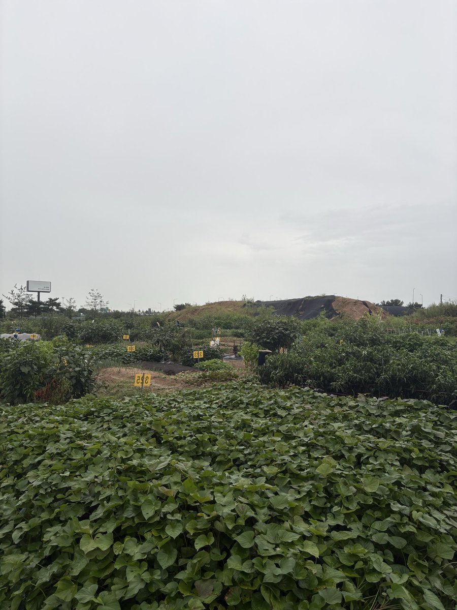 TaiQi23095's tweet photo. 这种地是每家每户分着种的吗 https://t.co/YK1zUxhvkb