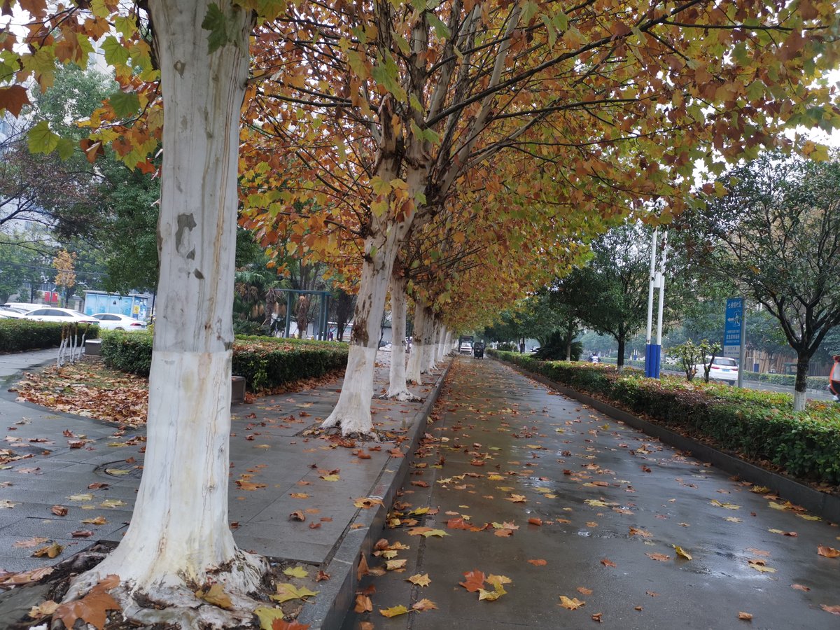 WSajeda's tweet photo. [Sunshine + cool breeze = perfect autumn morning to grab a coffee and take a slow walk! ] https://t.co/eTaGTXmwFb