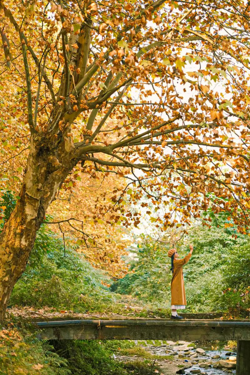 Jennife73149715's tweet photo. Autumn breeze brings cozy sweater weather and the sweet scent of chestnuts—perfect for a weekend walk!， https://t.co/HEeVj3GB2X