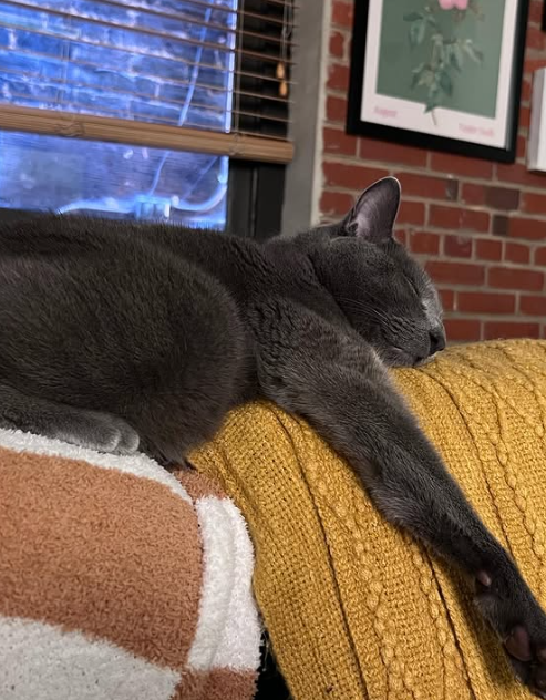 KermitCatSol's tweet photo. Kermit https://t.co/7LRpAaUqov
