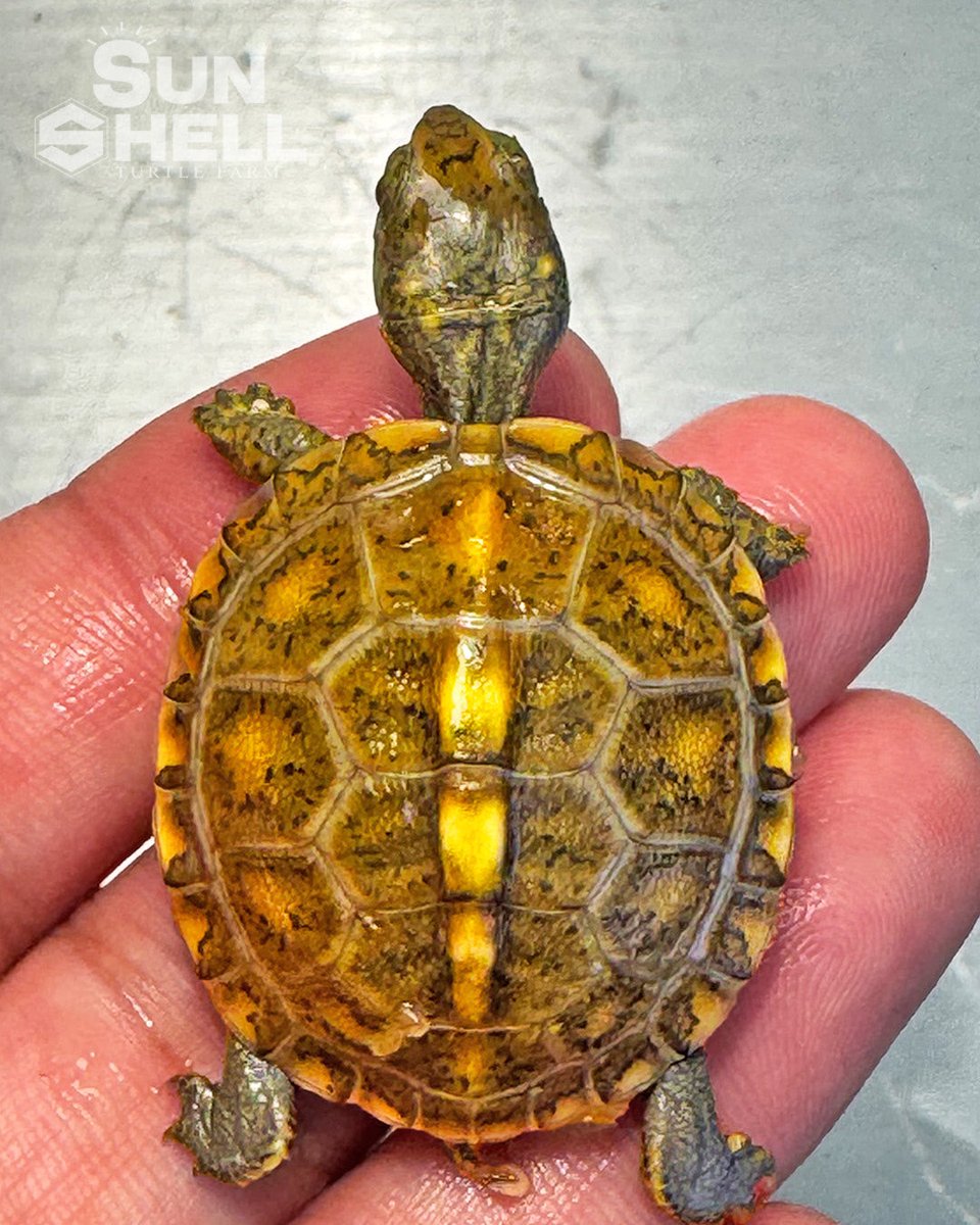 SUNSHELL0414's tweet photo. トウブハコガメ
SUNSHELL 2026CB
Topaz Line
トパーズラインからも、
鮮やかな発色を見せる個体が誕生しています。
黄色をベースに広がる、繊細なゴマ模様。
将来の仕上がりが非常に楽しみな個体です。
#SUNSHELL
#EasternBoxTurtle
#TopazLine https://t.co/OCx8FTnDtz