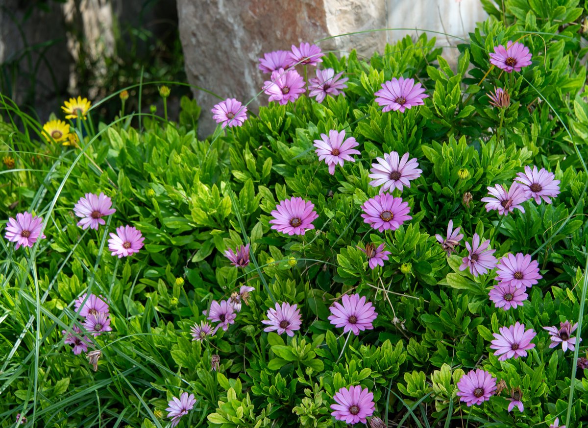 WellensRog's tweet photo. Flowers https://t.co/HrD0ZaMO9g