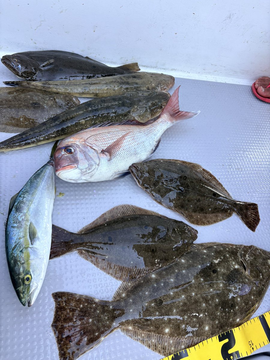 Fishing_Hora's tweet photo. よう釣れた！
エンガワの所捌くの苦手すぎる😭 https://t.co/e4wIHNCQ3O