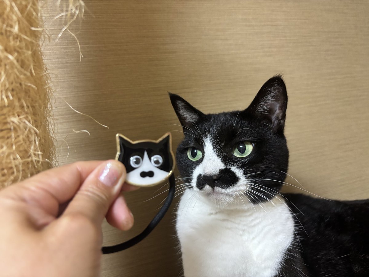 ヒゲねこキッチン on X: 