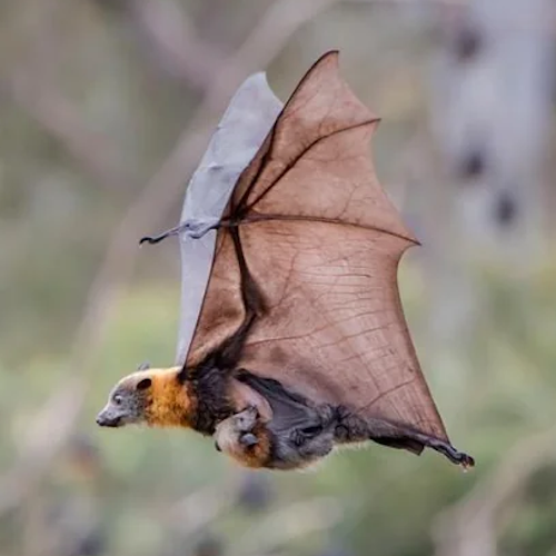 AMAZlNGNATURE's tweet photo. Flying fox babies spend their first weeks clinging to their mother’s body

At first she may even carry them while flying, before leaving them safely at the roost as they grow https://t.co/SagLFWwypE