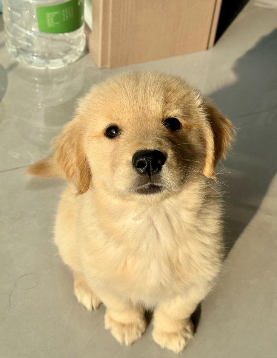dogssaveworld's tweet photo. always spreading positive energy to everyone 🐾 https://t.co/BJ3sD7HS3n