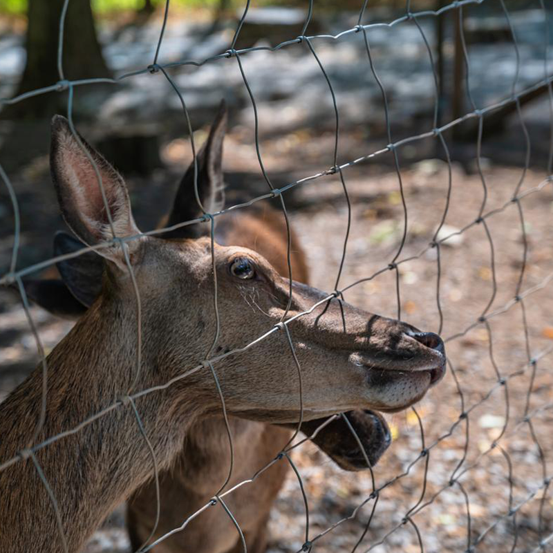 Sanqiang123's tweet photo. Our Cattle Fence is made from high-strength low-carbon steel wire with a diamond mesh structure that combines durability and flexibility, helping withstand impact from livestock.
#LivestockFence #CattleFence #FarmFencing #RanchFencing #GalvanizedWireMesh https://t.co/k9eCeIbzwq