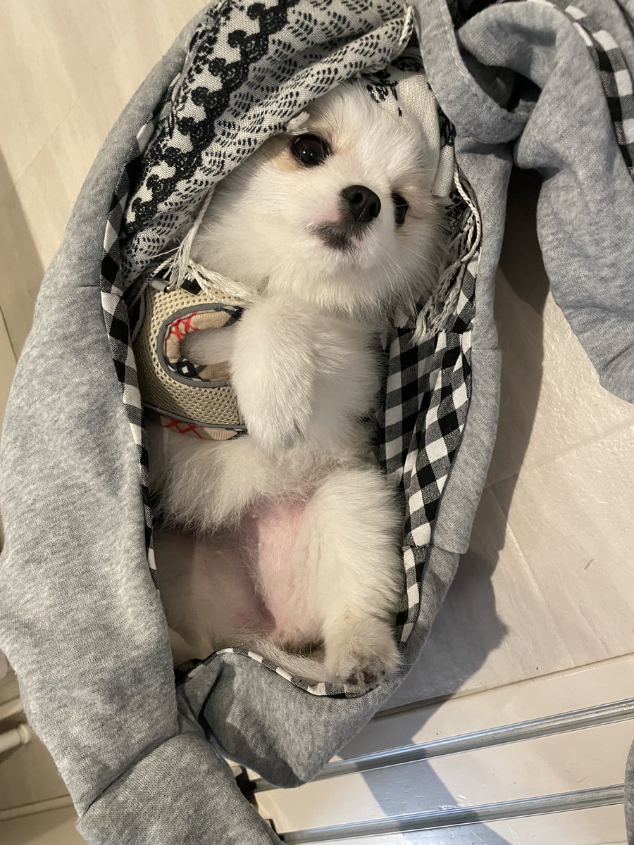 coton_ia's tweet photo. フィットしすぎて出てきません。🐶 https://t.co/J1hIUM4A0f