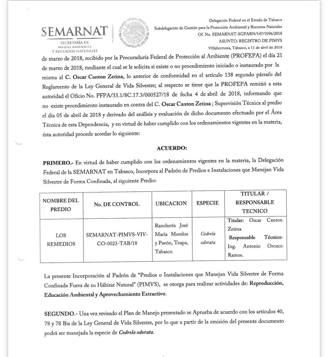 YoAmoaLaCiencia's tweet photo. SEMARNAT quiso lavarse las manos y terminó exhibiendo el permiso revocado de un senador de Morena

Cuando la SEMARNAT de Alicia Bárcena salió a deslindarse de que estaba vigente el permiso de Black Jaguar–White Tiger, mencionó la revocación de permisos y registros. 

Nos pusimos a revisar cuáles eran y a quiénes pertenecían.

Y apareció el nombre de Óscar Cantón Zetina, senador de Morena.

Cantón tenía registrado ante SEMARNAT el PIMVS “Los Remedios”, en Teapa, Tabasco, con la clave SEMARNAT-PIMVS-VIV-CO-0023-TAB/18 en el que se le permitía la tala y venta de 263 cedros rojos una especie Sujeta a Protección Especial (Pr).

El 2 de marzo de 2018 solicitó a SEMARNAT el registro de “Los Remedios”, con un Plan de Manejo que contemplaba expresamente “Reproducción, Educación Ambiental y Aprovechamiento Extractivo”, es decir que serían talados.

El 21 de marzo solicitó su registro como candidato a gobernador de Tabasco por el Partido Verde y para abril la SEMARNAT ya había dado el permiso con 70 cedros aprobados para su aprovechamiento.

Aunque el PVEM terminó retirándole la candidatura por su respaldo público AMLO, ahora Cantón no solo es senador sino una de las figuras importantes de Morena.

Entonces ¿por qué la SEMARNAT de Alicia Bárcena le quitó el permiso?

Sí los árboles aún existen el permiso debe de continuar porque es donde permanecen ejemplares vivos.

En el caso de plantas la irregularidades para revocar un permiso son pocas, entre ellas aprovechar una especie que no estaba contemplada o que ya no exista en este caso ningún cedro.

Aunque solicitemos a PROFEPA inspecciones, procedimientos administrativos y resoluciones relacionadas con “Los Remedios” dudamos que las entreguen.

¿La SEMARNAT entregará la razón por la cual revocaron el permiso o sacará un comunicado diciendo que fue un “error”?

¿Qué pasó con los 263 cedros rojos?

Porque encontramos otro dato, al revisar los registros de exportaciones de cedro rojo entregados por SEMARNAT hay numerosas exportaciones en las que no proporcionan el dato de procedencia.

No sabemos si eso tiene alguna relación con “Los Remedios”, pero ya es tiempo que Bárcena comience explicar porque hay exportaciones sin datos.