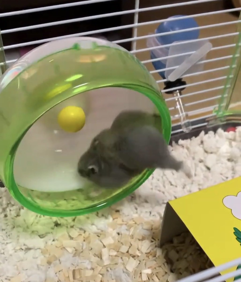 entachiryouin's tweet photo. これは初めてハムスターをお迎えした日「我々と同じくこの生き物はおしりが割れている！？」と驚いた追憶 https://t.co/N3dnwuEWP5