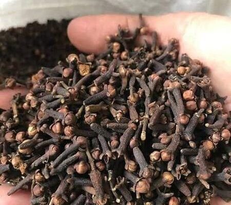annaminical's tweet photo. ✧ Black cloves 

Chew on it. Its a numbing herb. Does the same as ulcer creams. Works wonders and there's no limit to it. Doesnt taste very nice though https://t.co/vP8Y5J2J4A