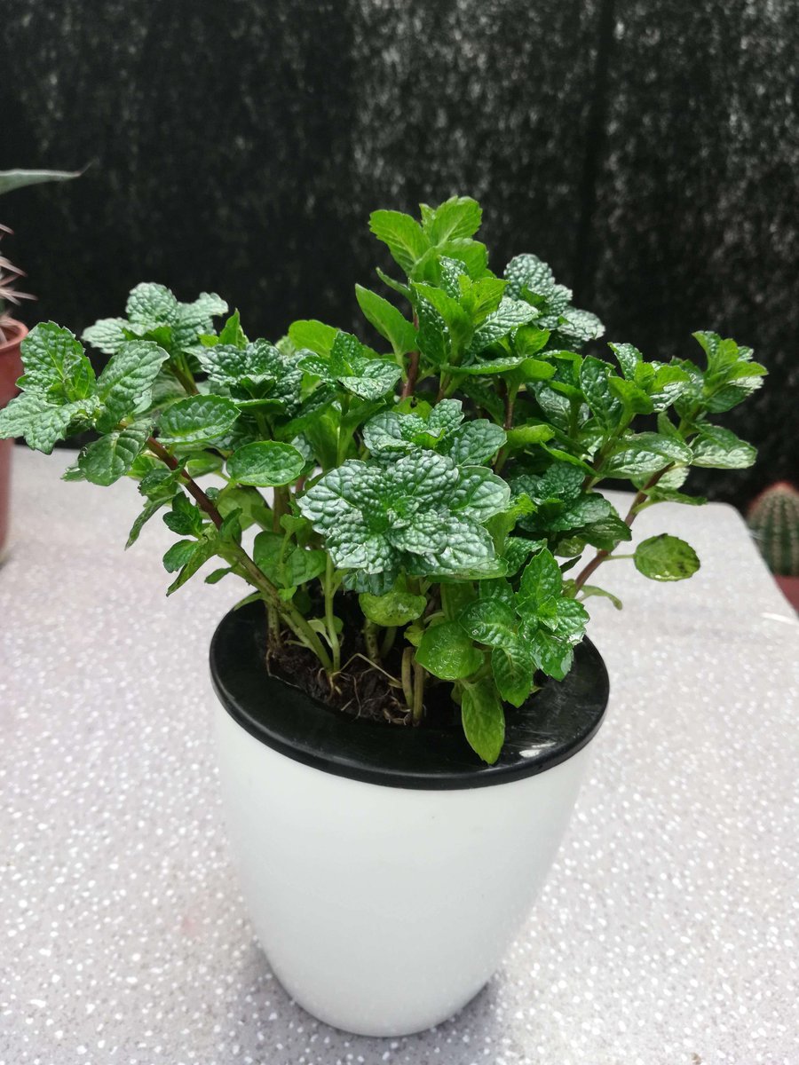 TupaArsi's tweet photo. [Just got my first tiny balcony garden! Watching these herbs grow is making busy days feel so much warmer ]， https://t.co/qIlWqDFiJ9