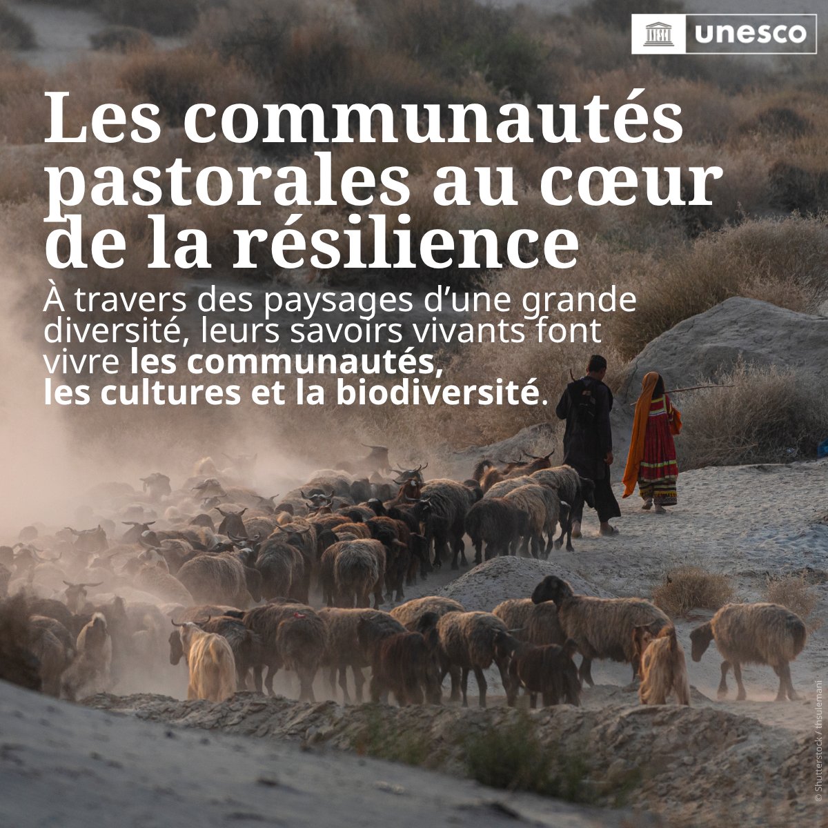 UNESCO_fr's tweet photo. Les pastoralistes sont les gardiens de savoirs qui contribuent aux moyens de subsistance, à la préservation de la biodiversité et à l’adaptation des communautés au dérèglement climatique.

Alors que la #COP17 se tient en Mongolie, découvrez comment l’@UNESCO_fr travaille aux côt��s des pastoralistes pour préserver ces savoirs vivants et renforcer la résilience des communautés.

En savoir plus : https://t.co/ESoWJjba0W #PourLesPeuples