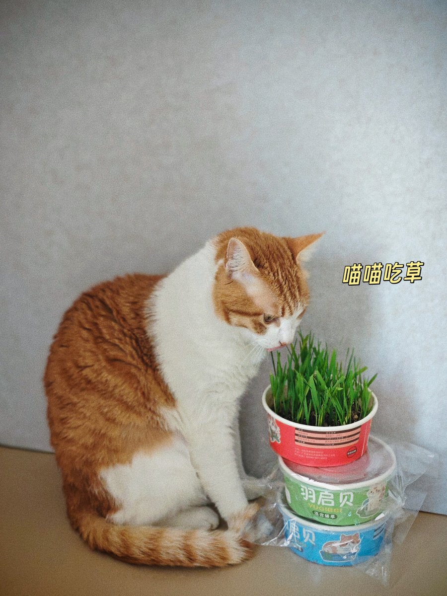 gmp1109's tweet photo. Just spent 10 mins explaining to my intern that "dead cat bounce" is a stock term, not a prank idea for our office plant. https://t.co/CpYnFemG7J