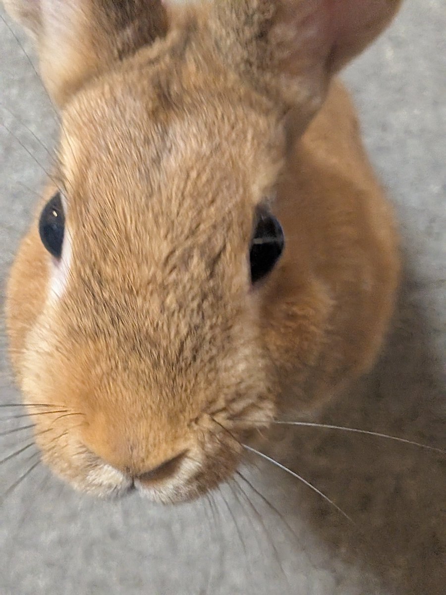 reoru459's tweet photo. ウサギ https://t.co/QXInoC25sd