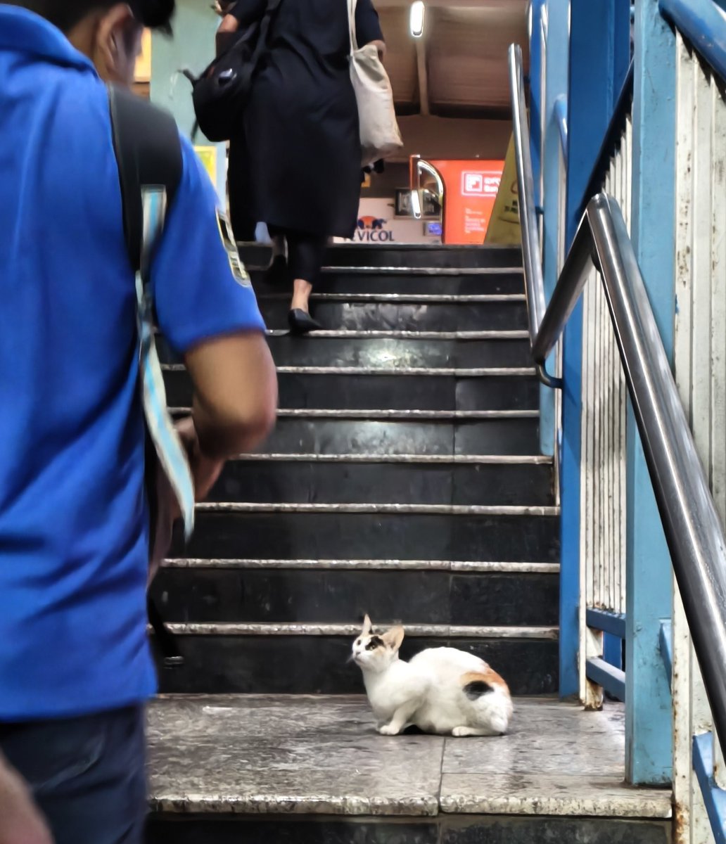haldilal's tweet photo. Metro of Cats

Mumbai Metro has come a long way from being anti cats just few years ago to become heaven for them rivaling Istanbul Metro not a station left AFC lift eseclator vending machine they ain't present many stores and restaurants at stations have adopted them officially https://t.co/DlUtHGHnHV