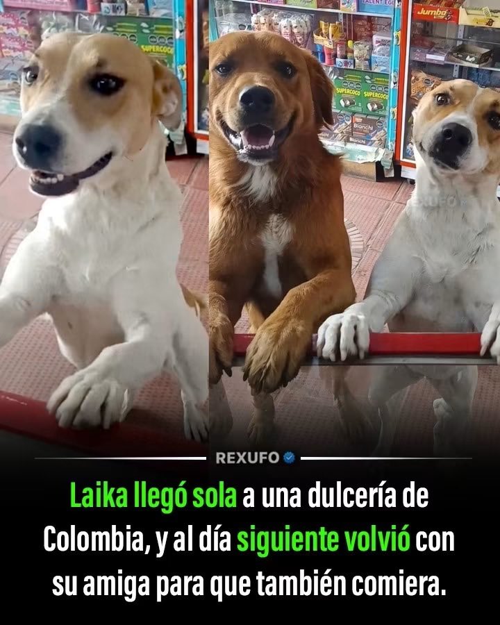 DiloConPerritos's tweet photo. En Cajicá, #Colombia 🇨🇴, una perrita llamada Laika convirtió la Dulcería Las Caleñitas en su parada obligatoria. 

Lleva más de un año apareciendo casi a diario para recibir comida y cariño de los dueños del local. Hace un par de meses sorprendió a todos cuando llegó acompañada de un perro de pelo rojizo que también quería su parte. 

Desde entonces ambos hacen el mismo recorrido juntos. 

La propietaria no solo les da de comer: llevó a Laika al veterinario para esterilizarla y así evitar más camadas en la calle. Alimenta a todos los perros que se acercan, sin preguntar si tienen casa o no. 

La amistad entre estos dos animales y la generosidad del negocio se han vuelto una rutina diaria que demuestra cómo un gesto sencillo puede generar vínculos inesperados en el barrio.