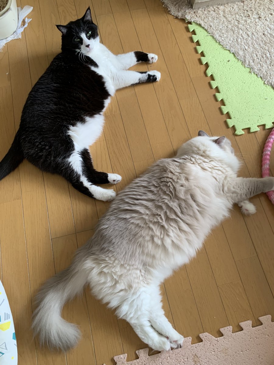 nyorumaru's tweet photo. いい昼下がりだね〜
そろそろお出掛けするからお留守番よろしくね🍀 https://t.co/LBfPmYdMT3