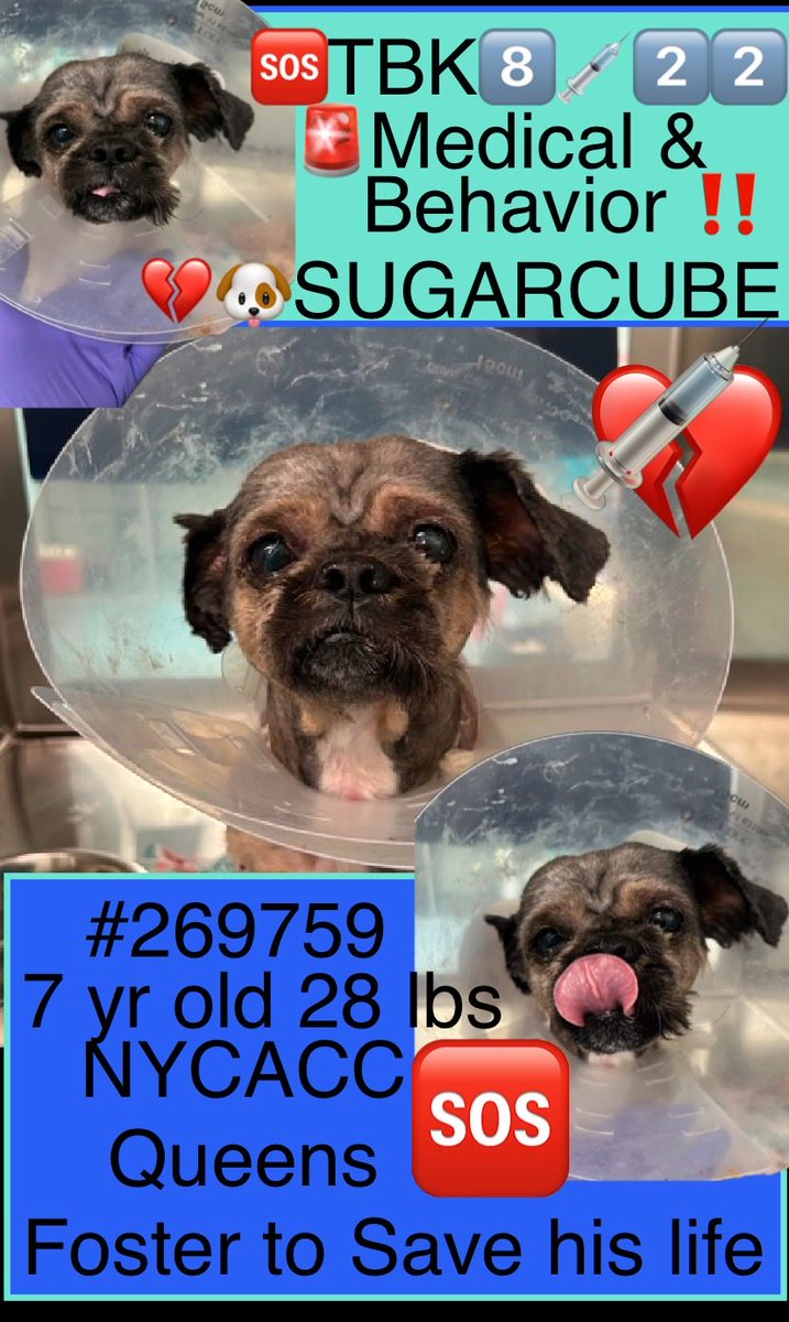 magalys_rios's tweet photo. #Foster #Pledge4Rescue
#Adopt
#SugarCube #260759
🆘TBK 8️⃣💉2️⃣2️⃣ MEDICAL & BEHAVIOR 🚨
Upper Respiratory Infection and FEARFUL‼️
Read Bio
NYCACC Queens
7 yr old boy 28.2 lbs
Bio⬇️
https://t.co/EX01DcJoNo
#RESCUEonly ➡️🆕Hope Partner
DM @notthesameone2 https://t.co/OVd5LsLHf9