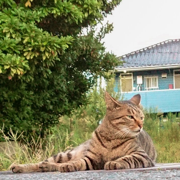 underdogsblues's tweet photo. きじとらねこかわいい https://t.co/lUJnLNKgOL
