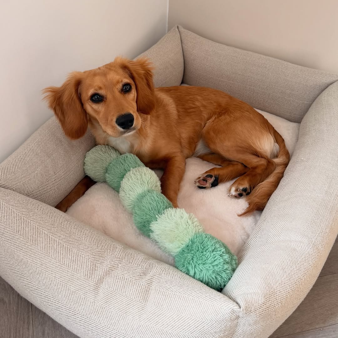 mabelthesmoothc's tweet photo. I am 6 months old today🥰

Time flies when you’re having fun! 

#halfbirthday🎂 #puppylife #pupsofinstagram https://t.co/STfHht7L6r