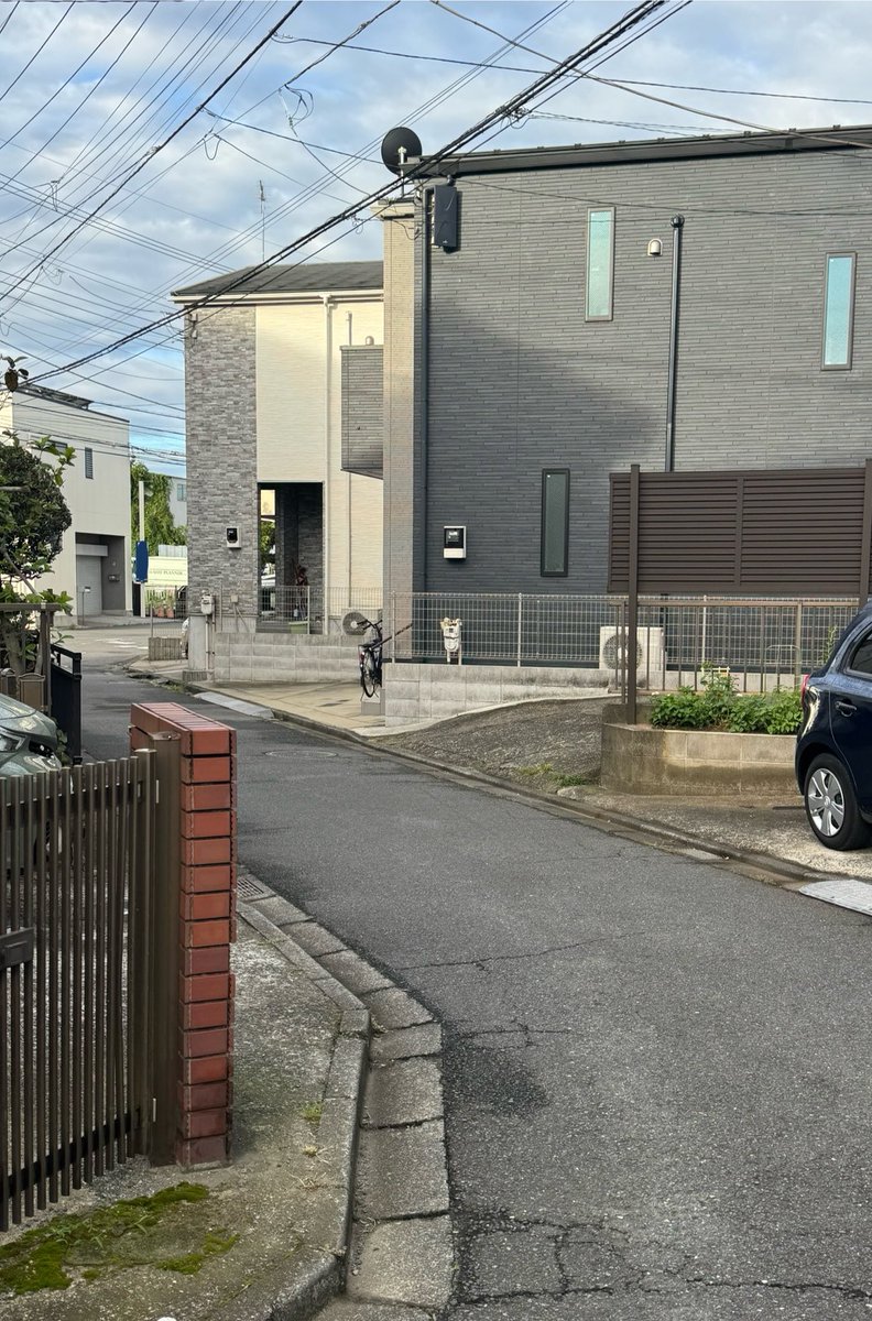 Ra2Rihd's tweet photo. あ、柴犬！と思ったら違った https://t.co/pgnZvabiZD