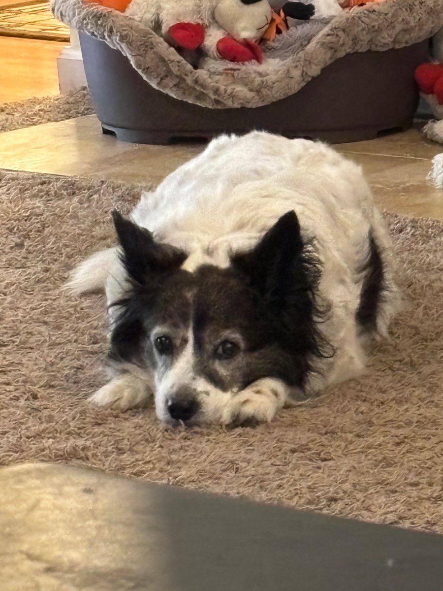 shingoji's tweet photo. Doctors hate her! She’s 13 and still gorgeous https://t.co/pW6hNSWPd7
