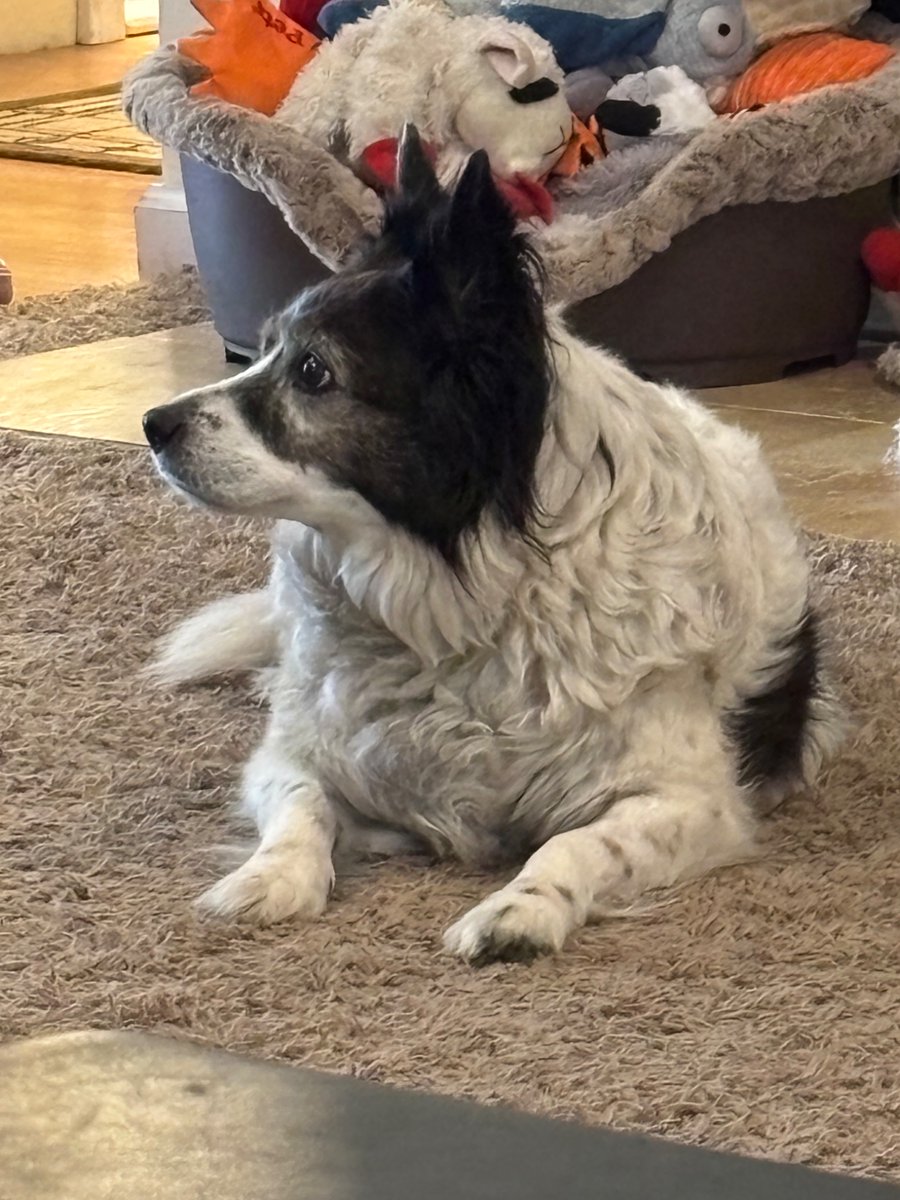 shingoji's tweet photo. Doctors hate her! She’s 13 and still gorgeous https://t.co/pW6hNSWPd7