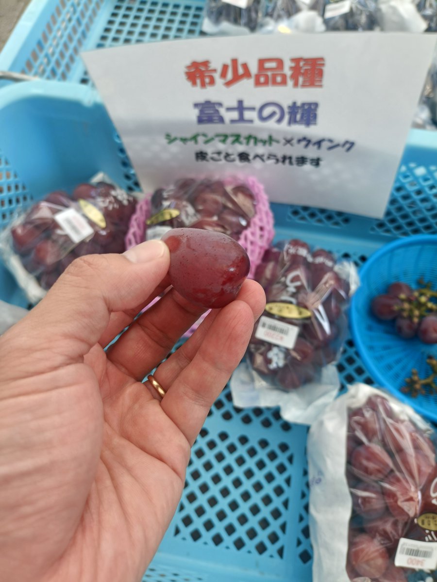 sui76m's tweet photo. 山科にぶどう買いに。林亀農園でブラックシャインマスカットと遭遇、試食出してくれてて初食、めっちゃ美味しかった。なお高級なので買わず…シャインマスカットはたんまり買いました。 https://t.co/MFXl0uwcJZ