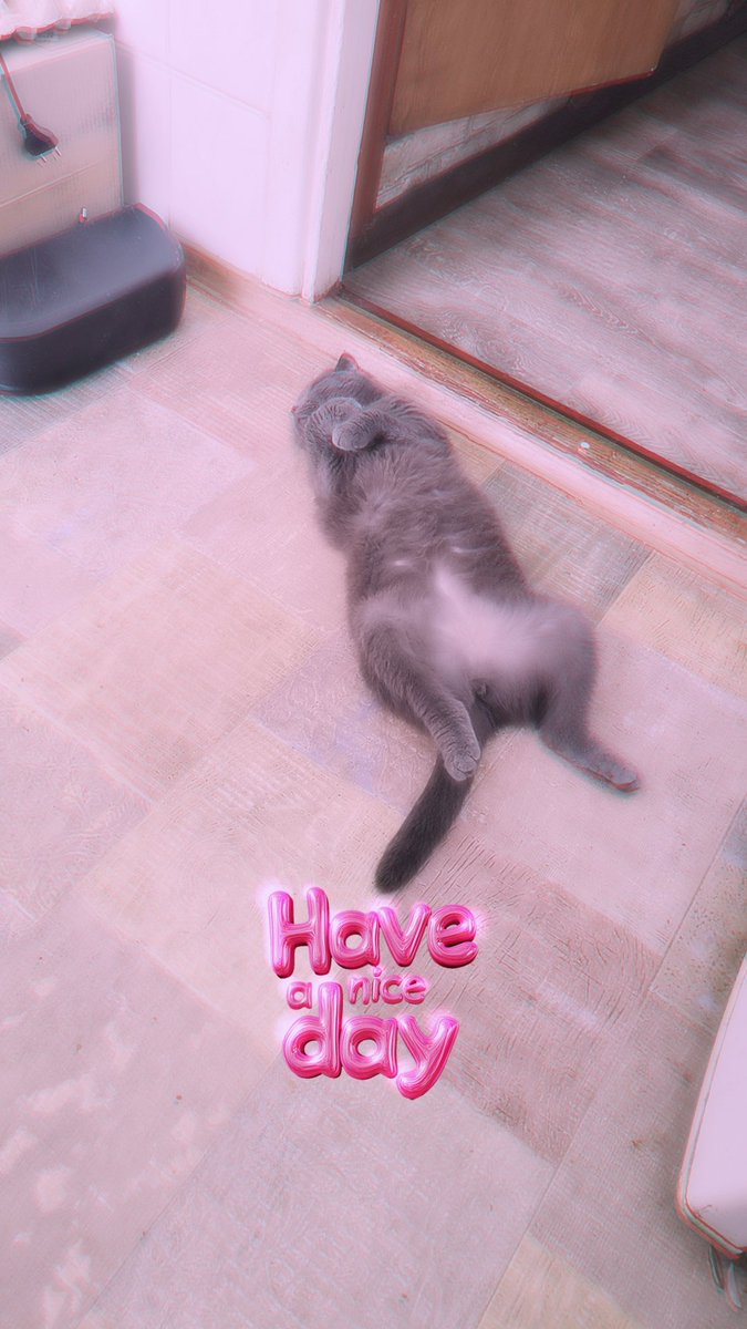 mkyiv13's tweet photo. 🥰🥰🥰#catdaddy #manya https://t.co/4sz89riRkJ