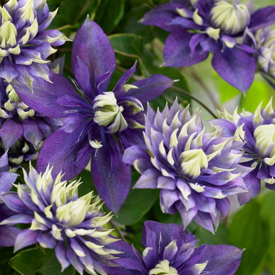 icirqt's tweet photo. @shinoheathful for me , wen gives off like elegant, sweet, composed, and strong ... i think either a taiga clematis or a blue dragon orchid gives off your type of poise!
Taiga Clematis: Cleverness, Ingenuity, and Creativity
Blue Dragon Orchid: Individuality, Power, and Protection https://t.co/enCbLacVKQ