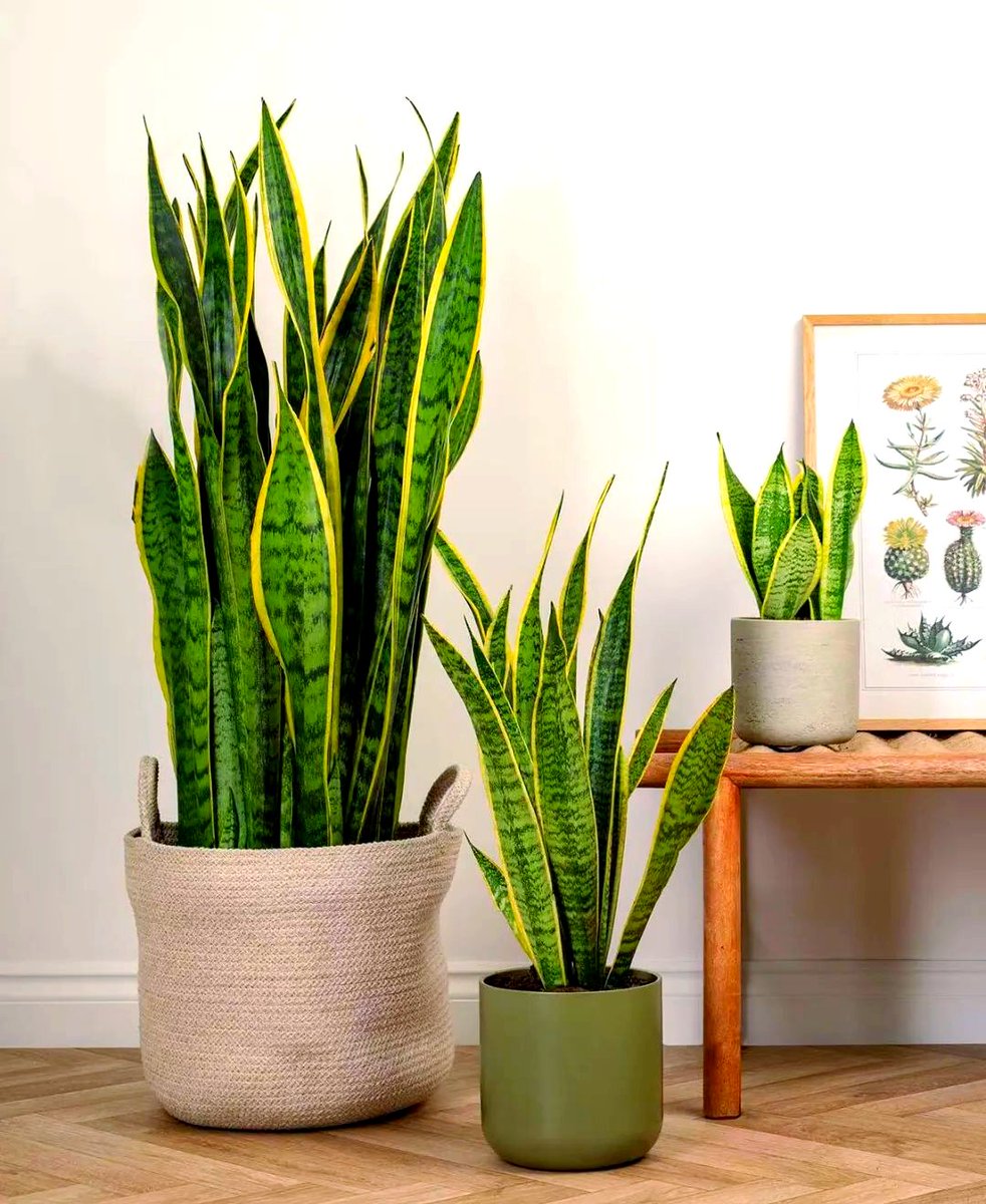 bridgit71614945's tweet photo. New to plant parenthood Start with snake plants or pothos—they thrive on neglect, only water when soil is fully dry, and brighten any small space! https://t.co/mRVDlWSckz