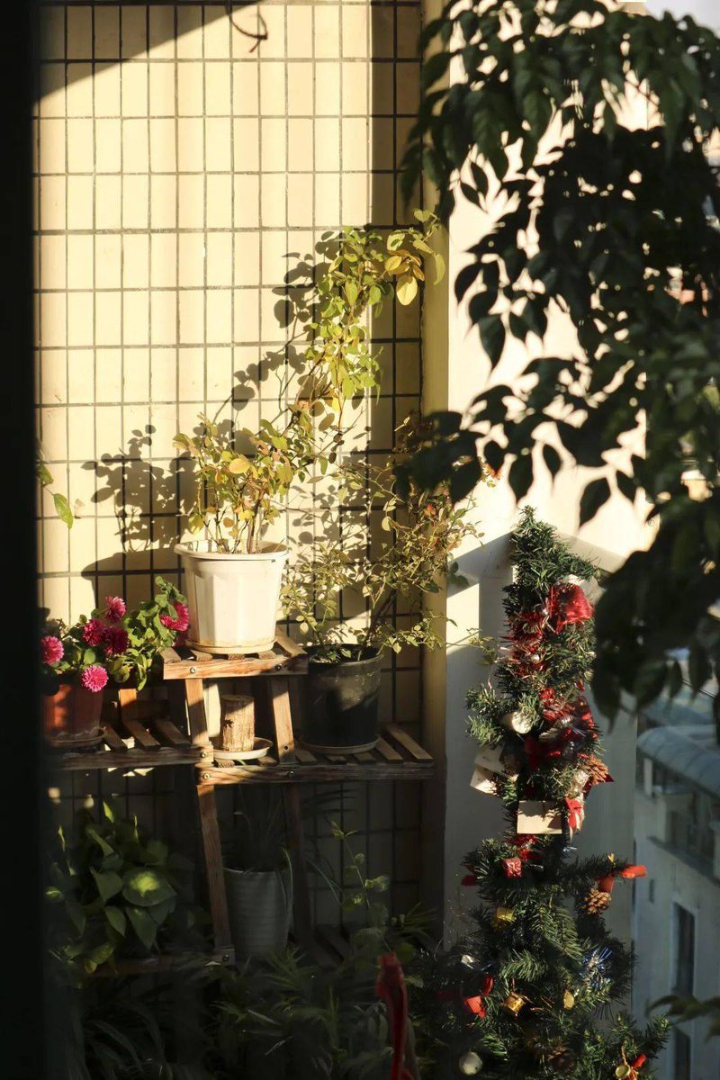 k2Oo5D2V7z4Xwlh's tweet photo. Just borrowed 2 cups of sugar from my lovely neighbor! Turns out we both love planting tomatoes  Will swap homegrown produce next week—small joys make great communities!， https://t.co/6wS1yioxDe