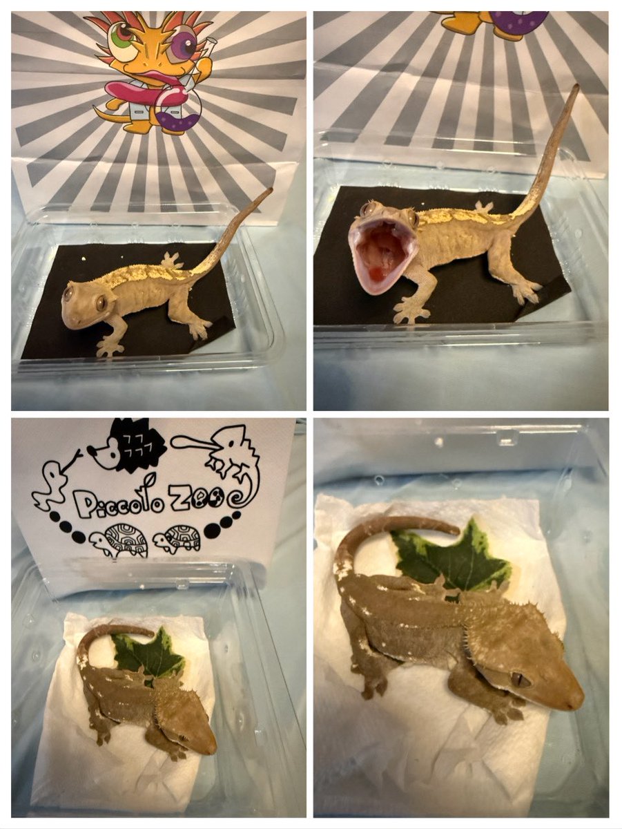 hachu_tun's tweet photo. 余ってる垢で
生き物専用垢にしました( ⋅֊⋅ )ﾄﾞｬ
どうぞ気楽によろしく🥱

 #クレステッドゲッコー
 #動物園
 #水族館
 #爬虫類
 #メインクーン
 #ベンガル https://t.co/K5Mme8cPjl
