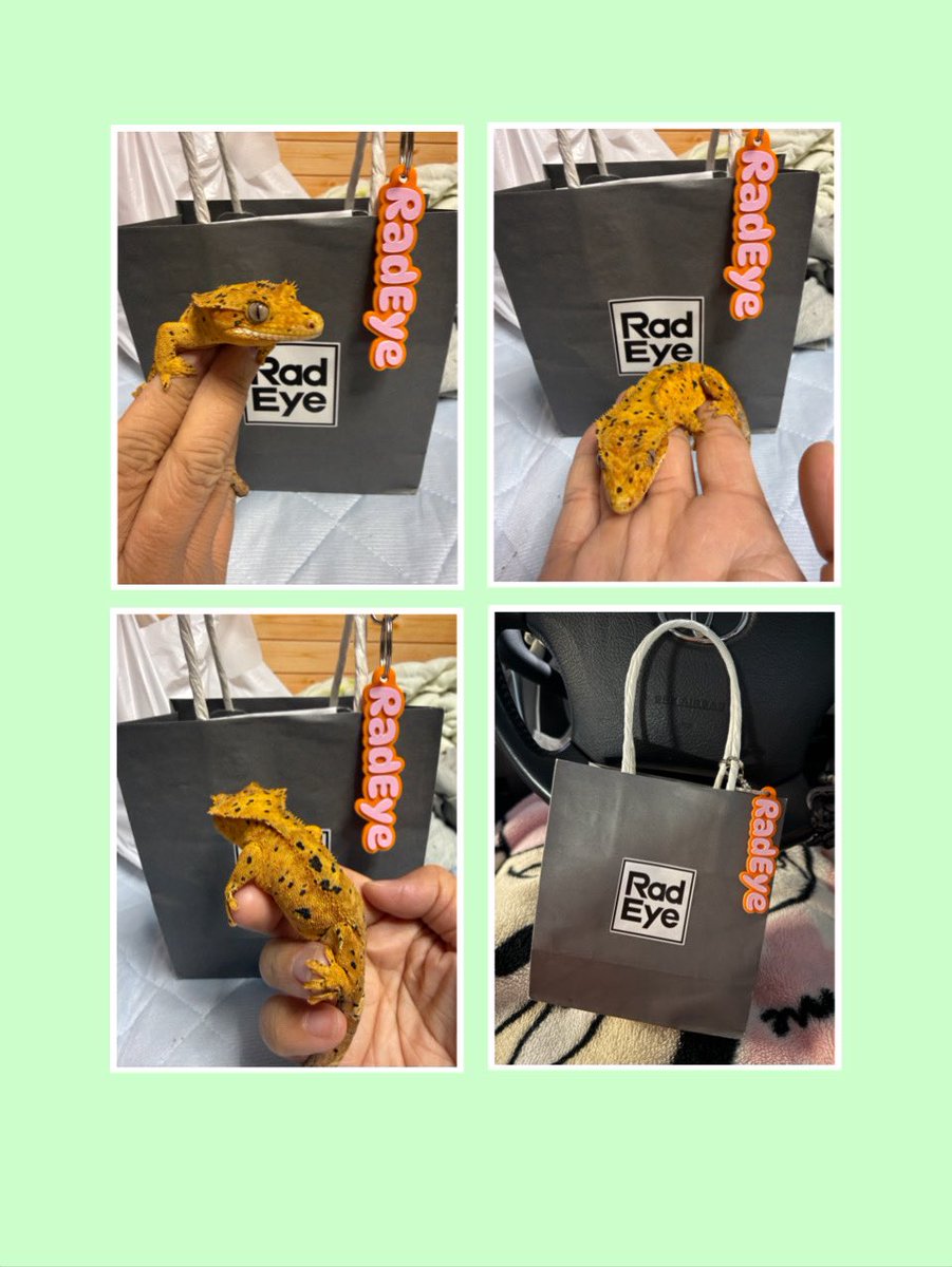 hachu_tun's tweet photo. 余ってる垢で
生き物専用垢にしました( ⋅֊⋅ )ﾄﾞｬ
どうぞ気楽によろしく🥱

 #クレステッドゲッコー
 #動物園
 #水族館
 #爬虫類
 #メインクーン
 #ベンガル https://t.co/K5Mme8cPjl