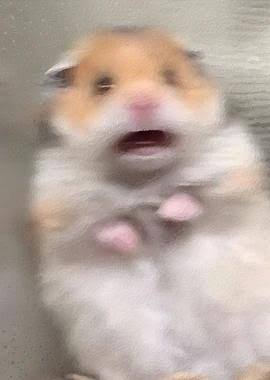camkoluvsjoo's tweet photo. Era el hamster asustado JAAJAJJSK https://t.co/iCVRJ6iovl