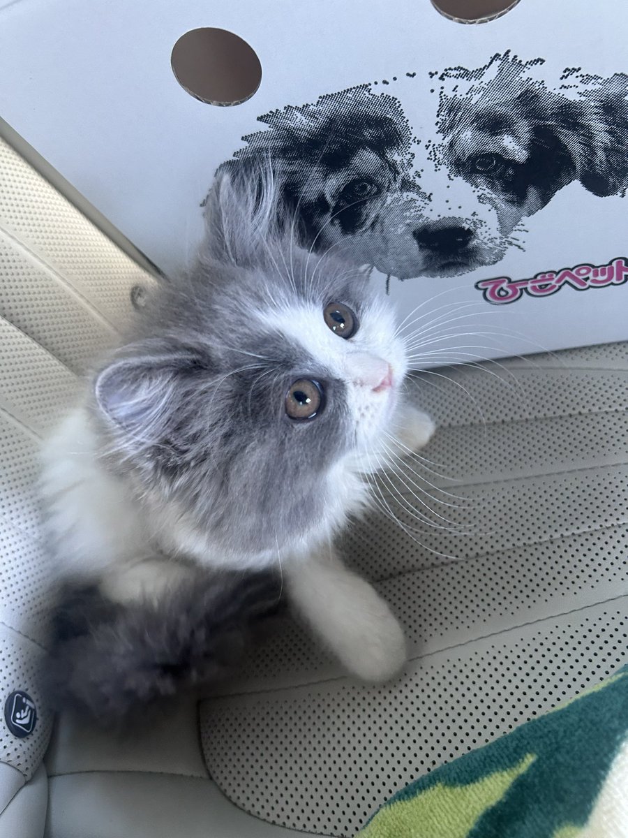 Furi_tao's tweet photo. 新しい家族ฅ^•ω•^ฅ
これで猫6、柴犬1笑 https://t.co/JNkfg9j4Pp