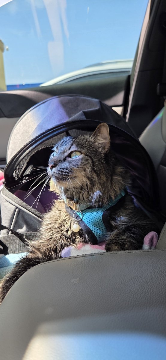 mousylynn's tweet photo. jade on the last day of our roadtrip! https://t.co/tbrXWRw5Gp
