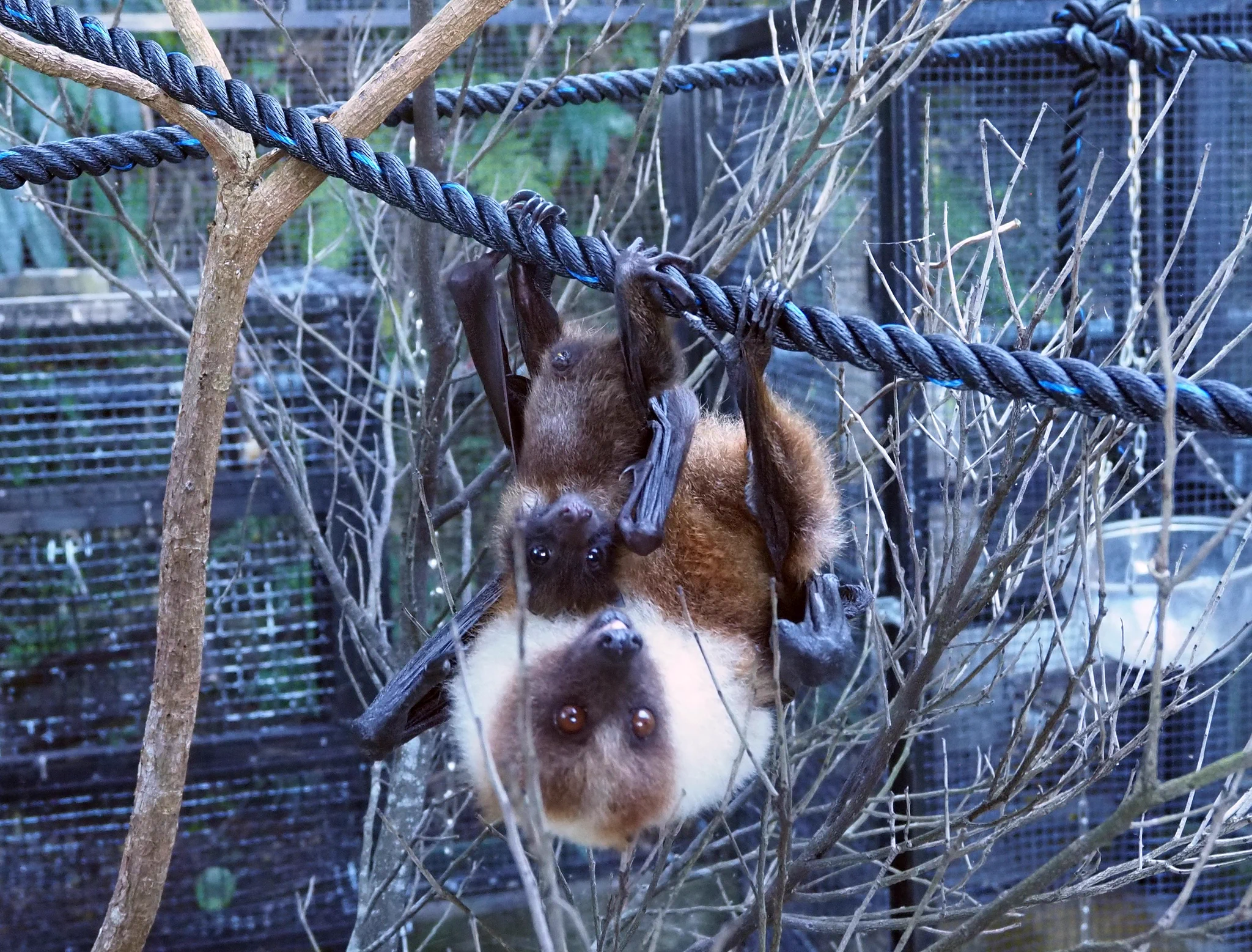 沖縄こどもの国 Okinawa Zoo & Museum(公式) on X: 