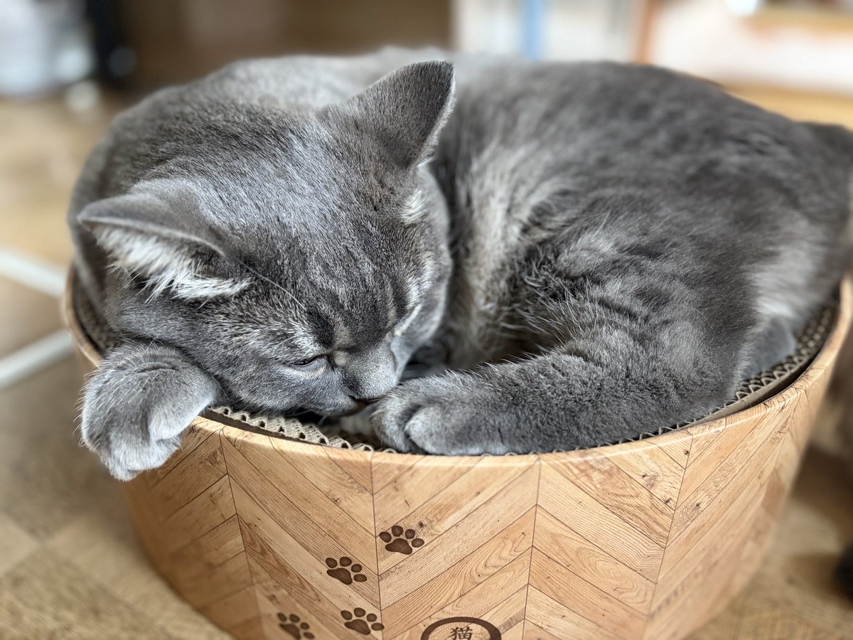 pamu_zero's tweet photo. フォローしている猫ちゃん���可愛らしさに惹かれて猫壱の爪研ぎを購入しました✨️
やっぱり可愛い🙌💕
大満足～🦭❤️

#猫のいる暮らし
#幸日和 https://t.co/1AYCvHKfyX