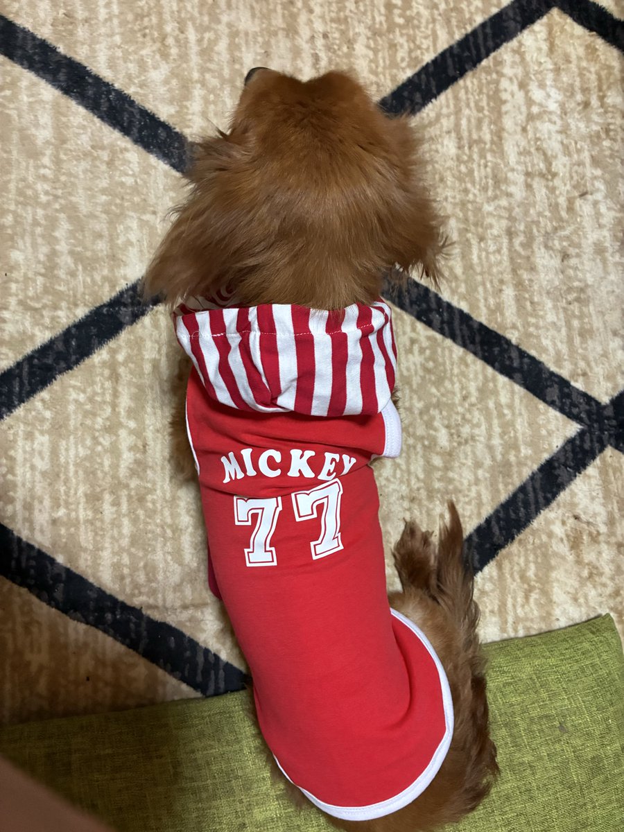 ZfvVqs's tweet photo. １７歳で長寿犬表彰受ける
ミッキーのウェア届きました♪ https://t.co/Wi95W2u591