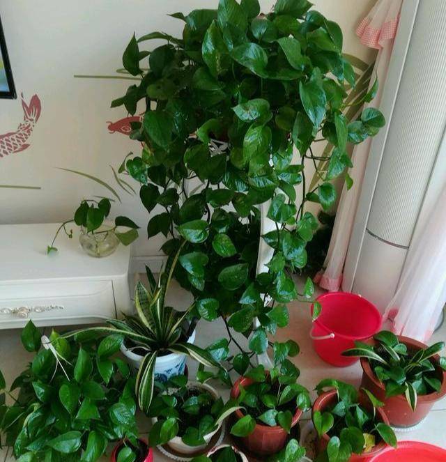 greg_1226's tweet photo. Pro tip for your pothos! Water only when the top 2 inches of soil feel dry—this tough plant will thrive with minimal fuss, perfect for new plant parents. https://t.co/6qMJTmDXZC