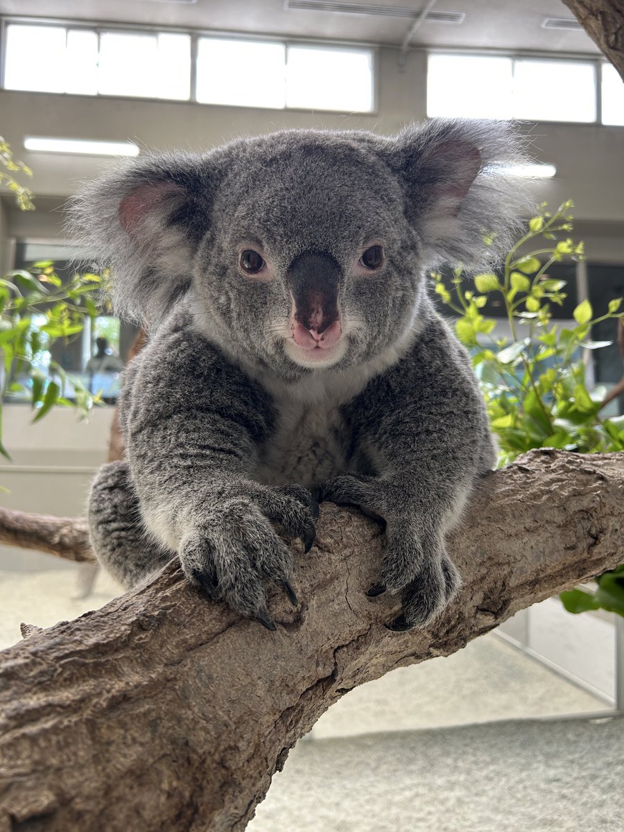 englandhill_zoo's tweet photo. @(・●・)@
#コアラ #こまち https://t.co/cGYIhn1lwv