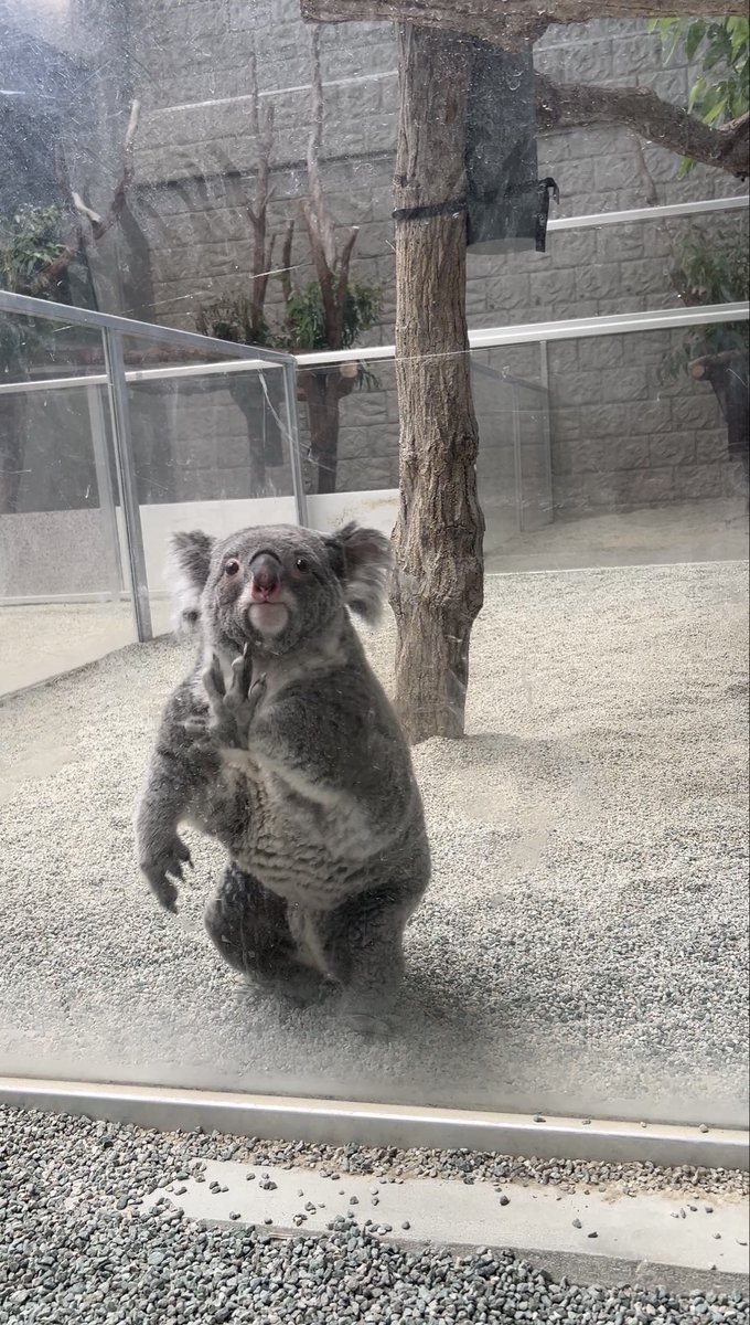 englandhill_zoo's tweet photo. @(・●・)@
#コアラ #こまち https://t.co/cGYIhn1lwv