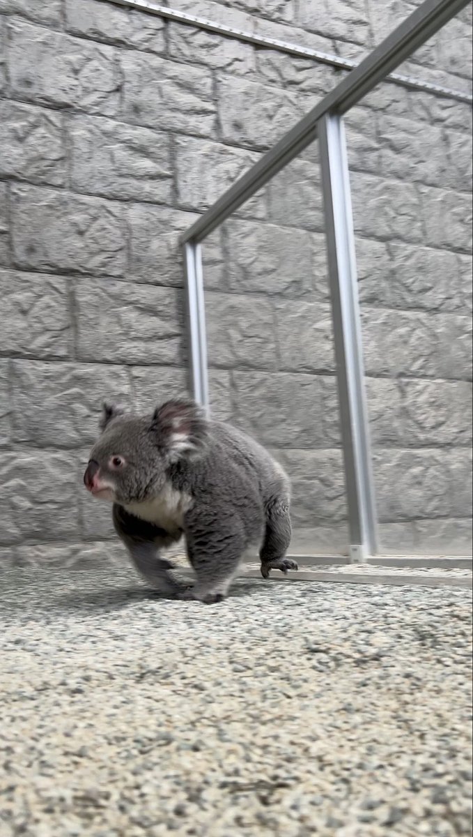 englandhill_zoo's tweet photo. @(・●・)@
#コアラ #こまち https://t.co/cGYIhn1lwv