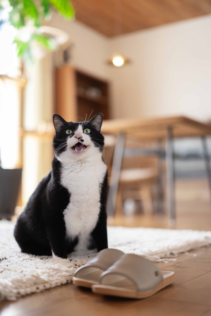 doppio203's tweet photo. 猫飼ってる方あるあるだと思うのですが、
たまにゲ口踏んじゃうので、裏面が洗いやすそうなスリッパに買い替えました。
これで大丈夫な、はず！
#猫のいる暮らし𓃠 https://t.co/0b6MacA3li