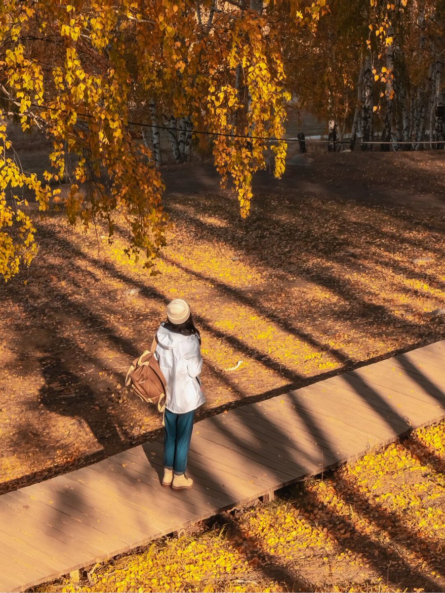 AdvikChm's tweet photo. [Chilly autumn breeze + golden maple leaves = perfect weekend vibes! ]， https://t.co/WNcnsX1frp