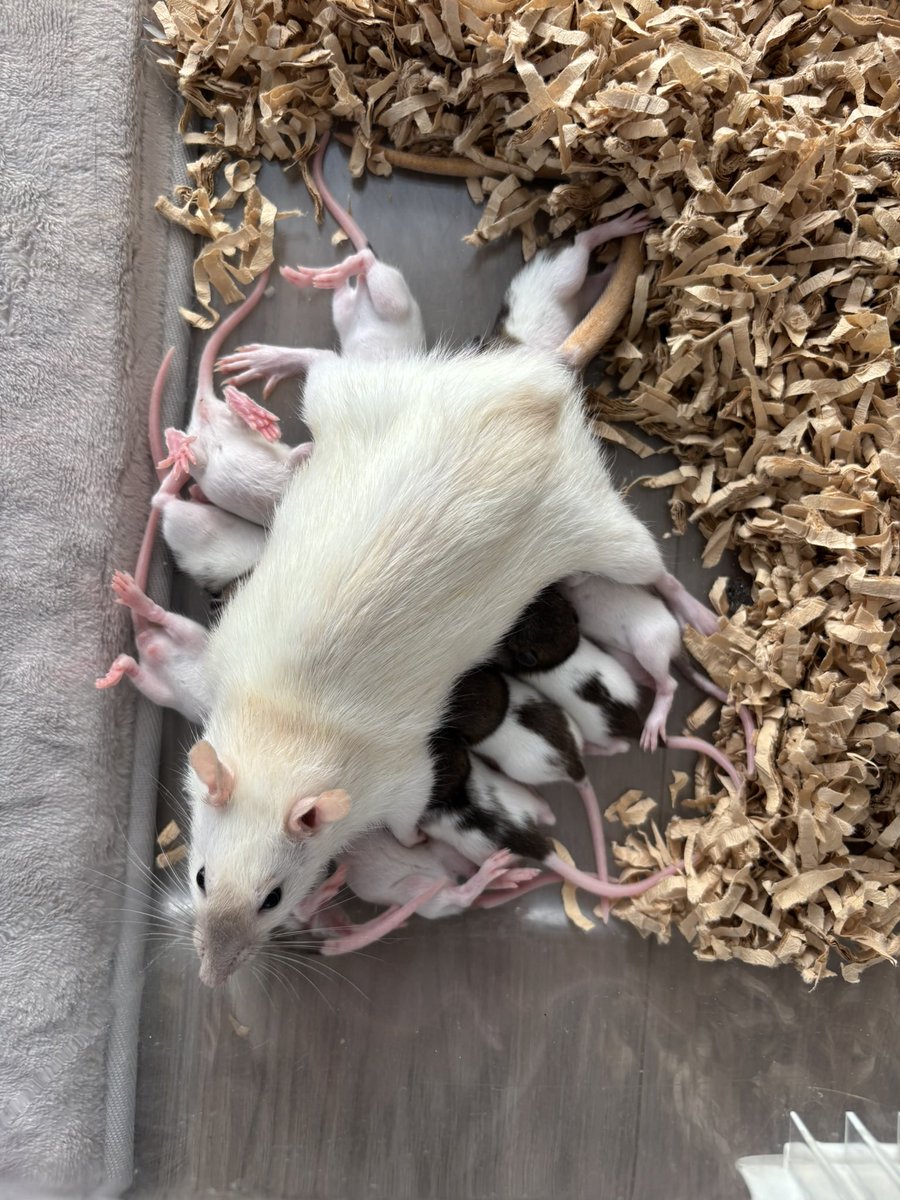 RINGO_rat0305's tweet photo. きのちゃん子どもの数が多くてほぼ襲われてたけど、小さい身体でちゃんと子育てはしてた。母性ってすごい https://t.co/1dSrQylQpH
