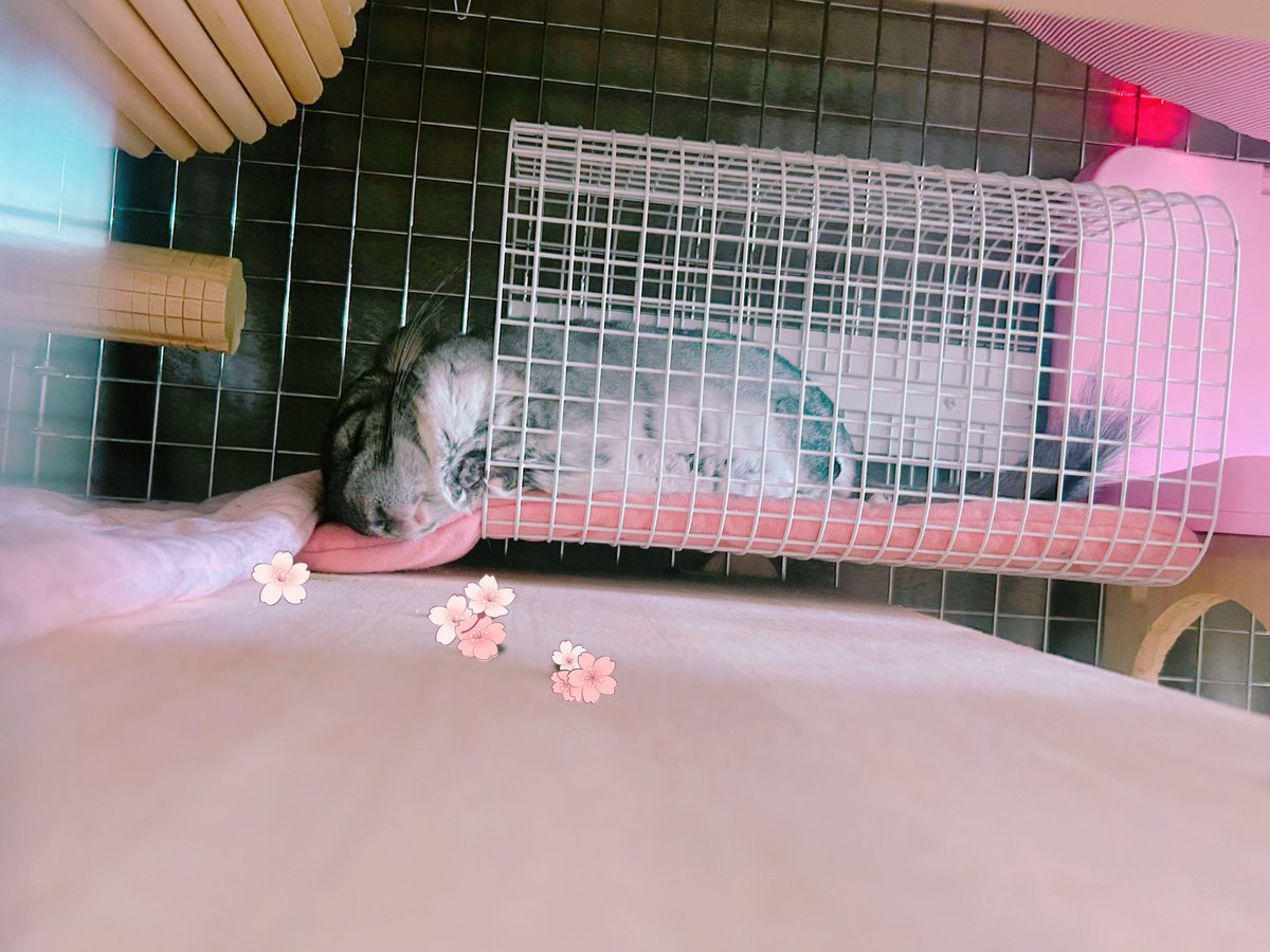 sumochinchilla's tweet photo. 来月頭に家が完成して引渡し→引越しなのに、私はすぐに出産で1週間ほど入院予定で悲しい！！笑
なによりすもも迎えてから8年、1泊以上したことがないのですでにさみしい耐えられるかな

ジュディさん🫘枕にしてる🤭 https://t.co/jvzBLWvTx8