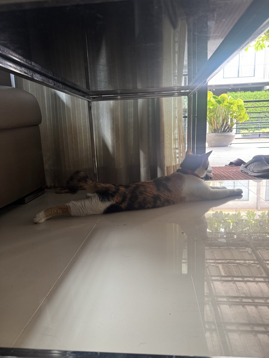 JoeDeCobray's tweet photo. แมวบ้านอื่น แต่แวะมาอยู่เหมือนบ้านตัวเอง https://t.co/AfxjjKZX0W